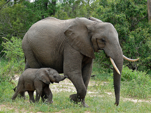 Loxodonta africana, elephant and baby in Kruger National Park, South Africa: Photograph by and © Bernard DUPONT courtesy of Flickr EOL images.